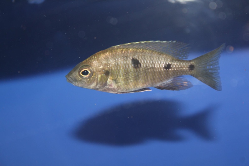 Copadichromis parvus 'Metangula'